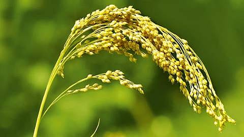 Millet plant