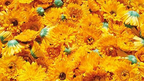 Calendula flowers