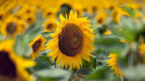 Sunflower field