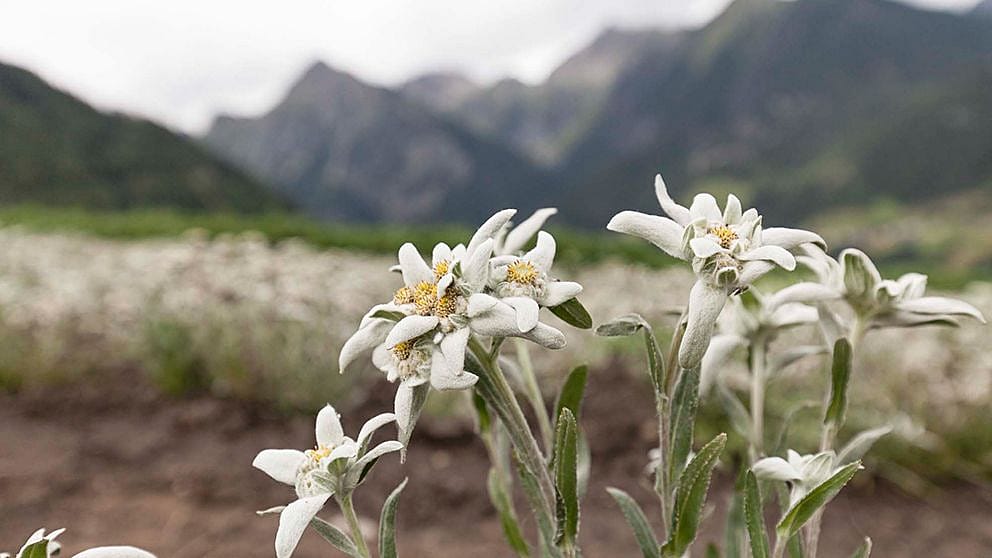 edelweiss flowers