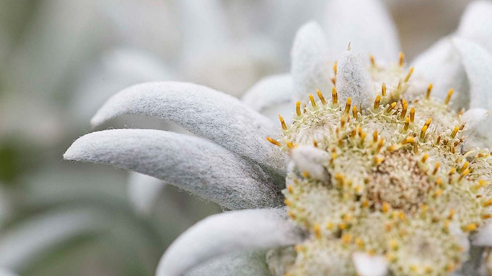edelweiss flower in closeup