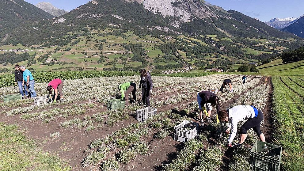 edelweiss harvest