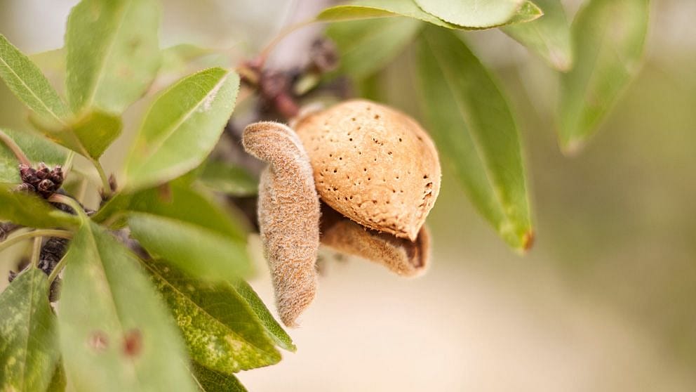 Almond plant
