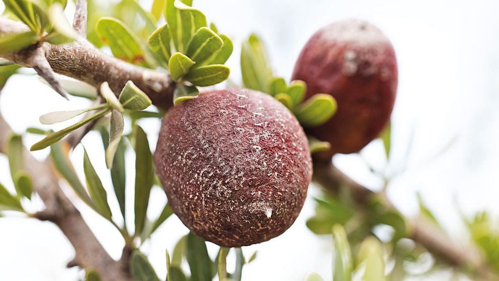 evergreen argan tree