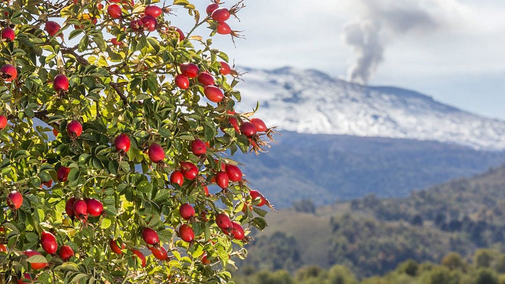 flowers of the Chilean wild rose bush