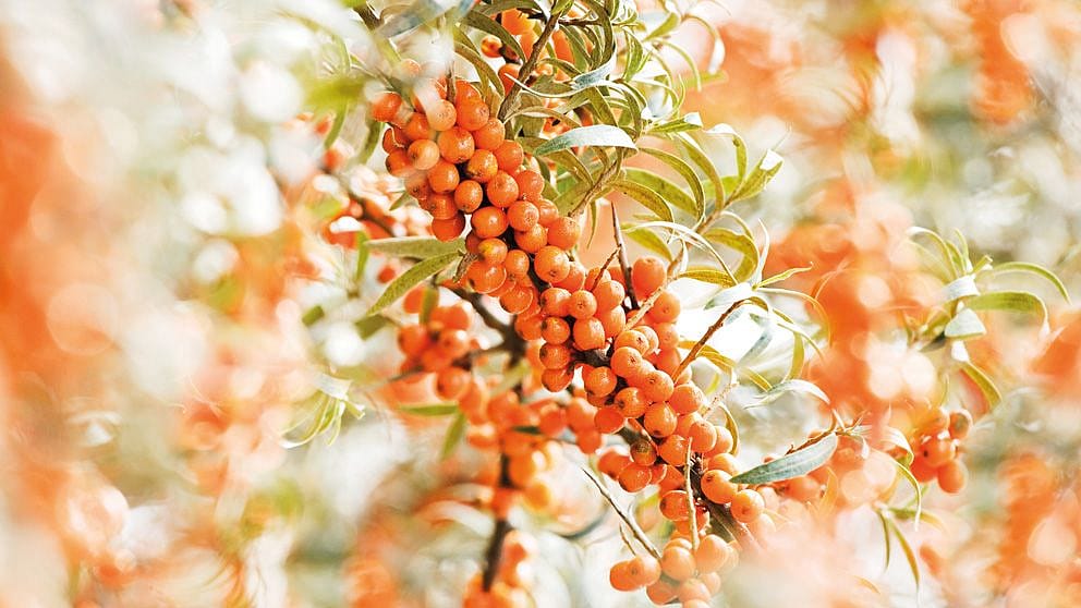 sea buckthorn