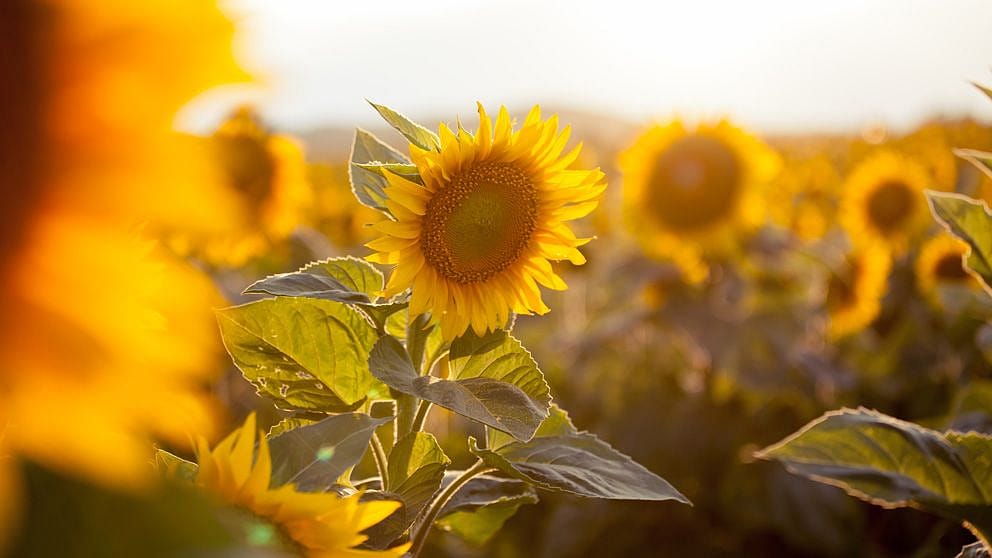 Sunflower