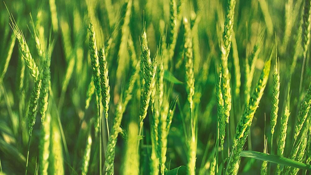 grass