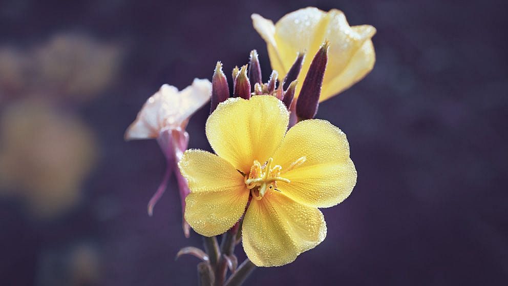 Evening Primrose flower
