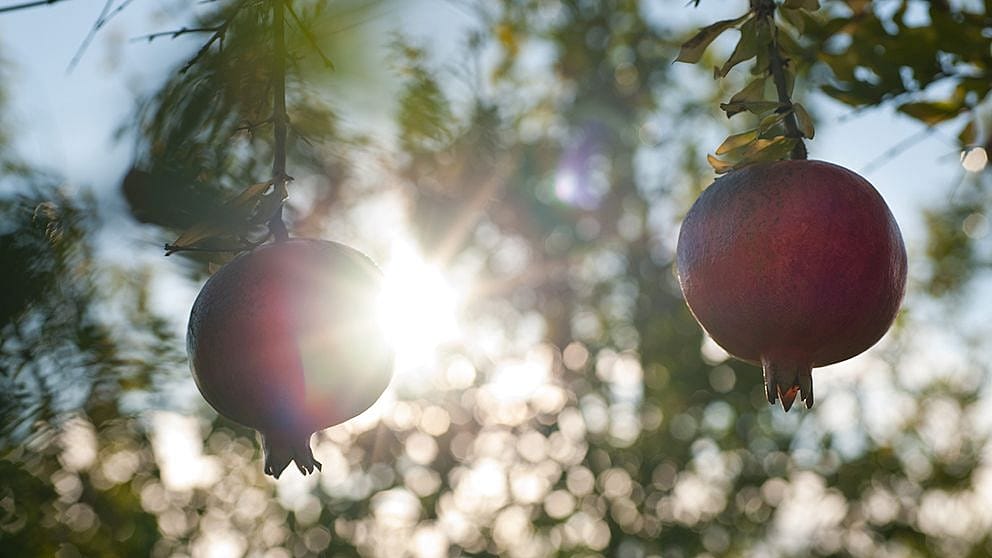 pomegranate fruit