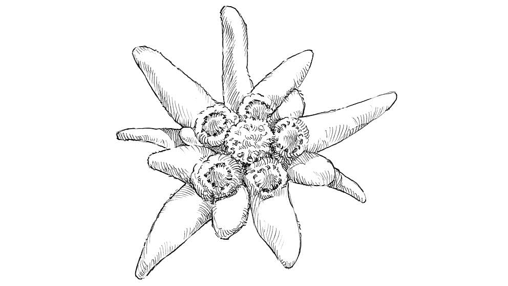 edelweiss blossom illustration