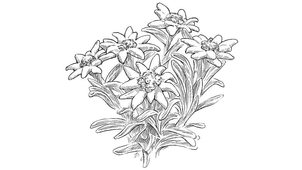 edelweiss illustration