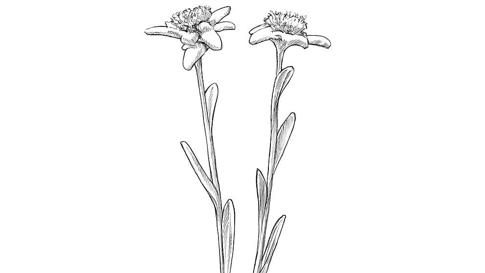 edelweiss leafs illustration