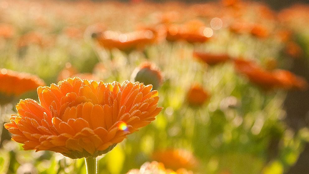 Calendula blossoms