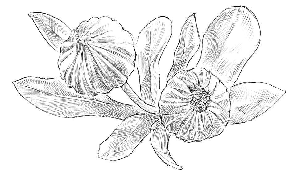 illustration calendula bud blossom