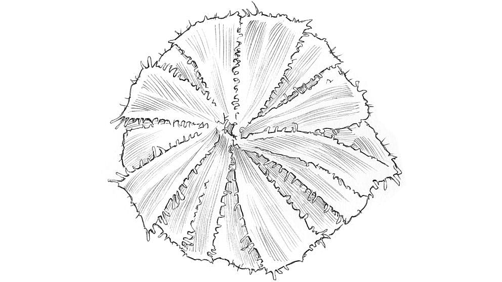 illustration calendula bud
