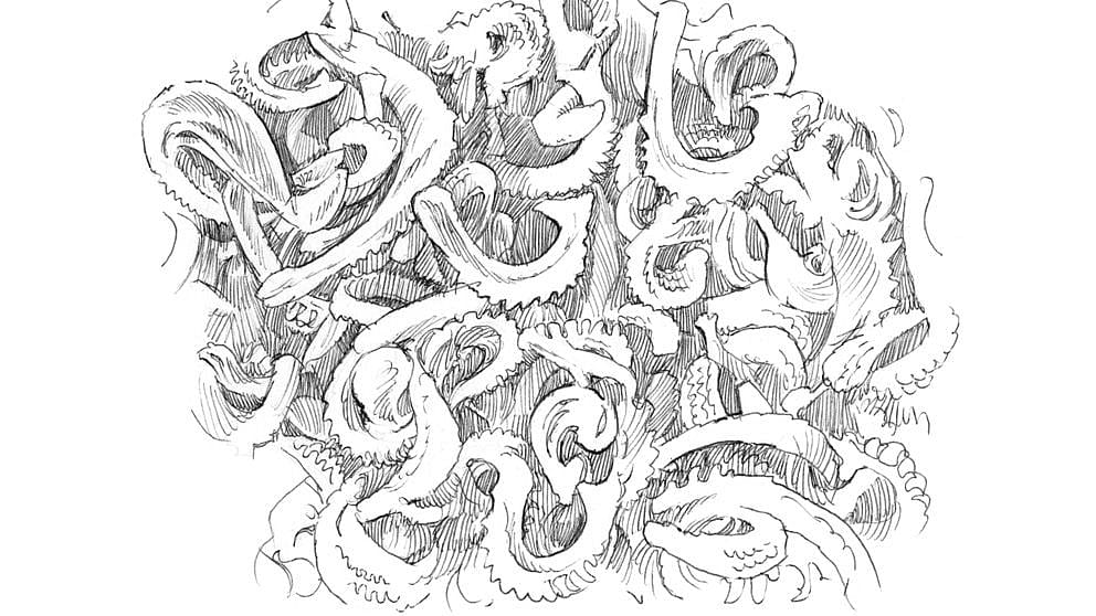 illustration calendula seeds