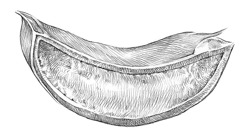 aloevera gel llustration