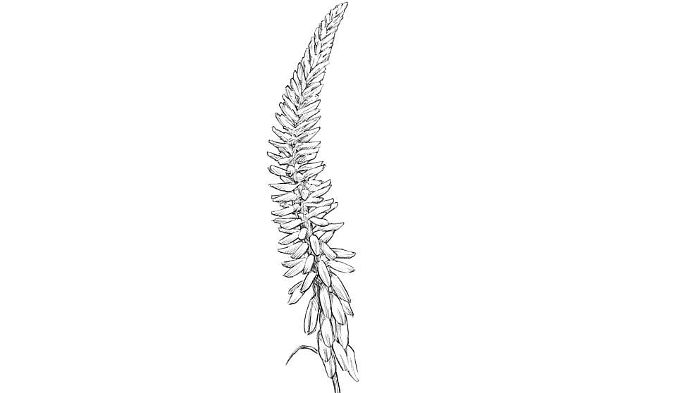 aloevera blossom illustration