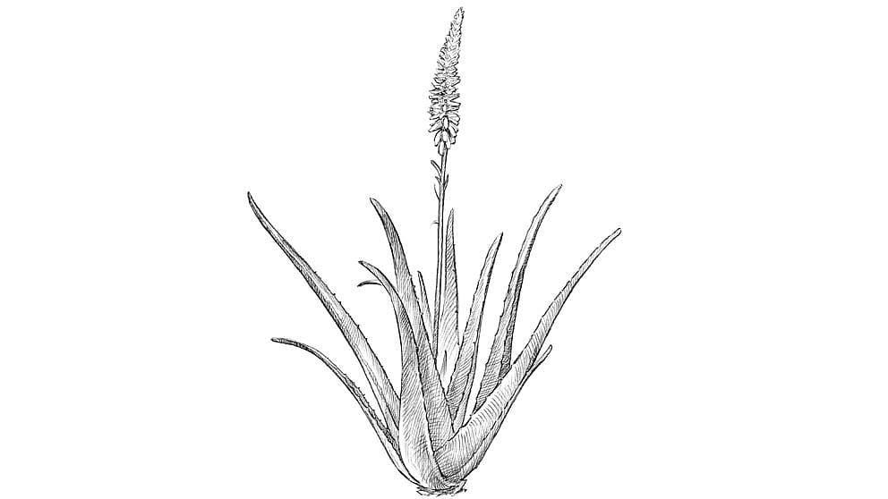 aloevera plant illustration
