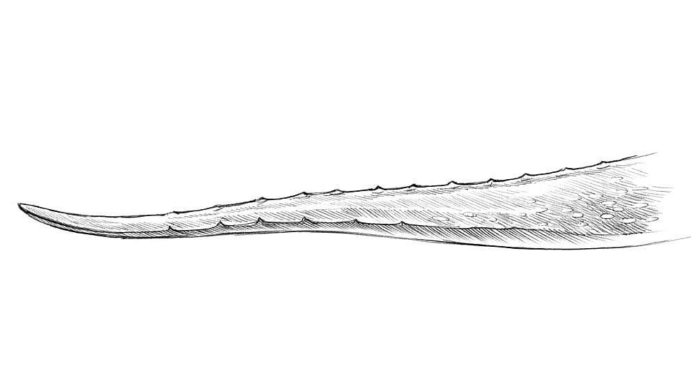 aloevera leave illustration