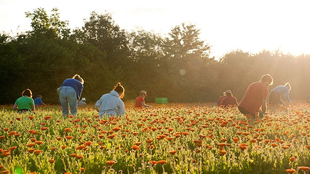 Orange calendula blossom field