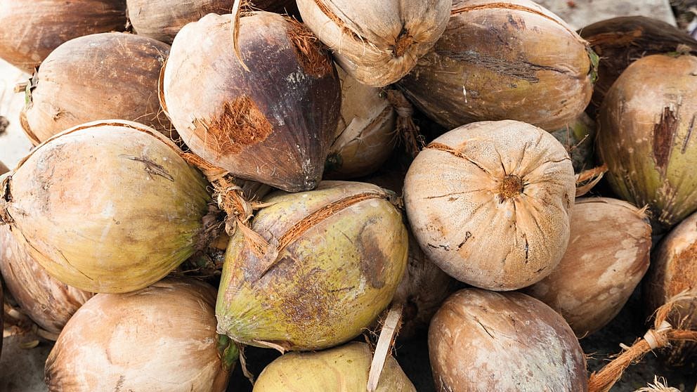 coconut fruit