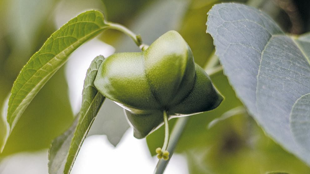 Inca nut