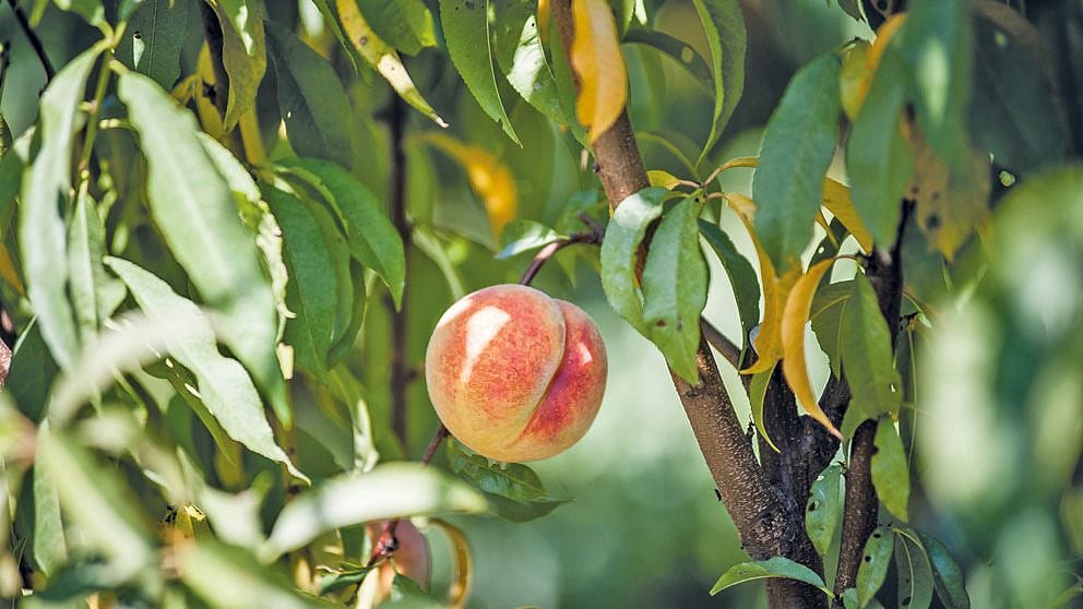 peach tree