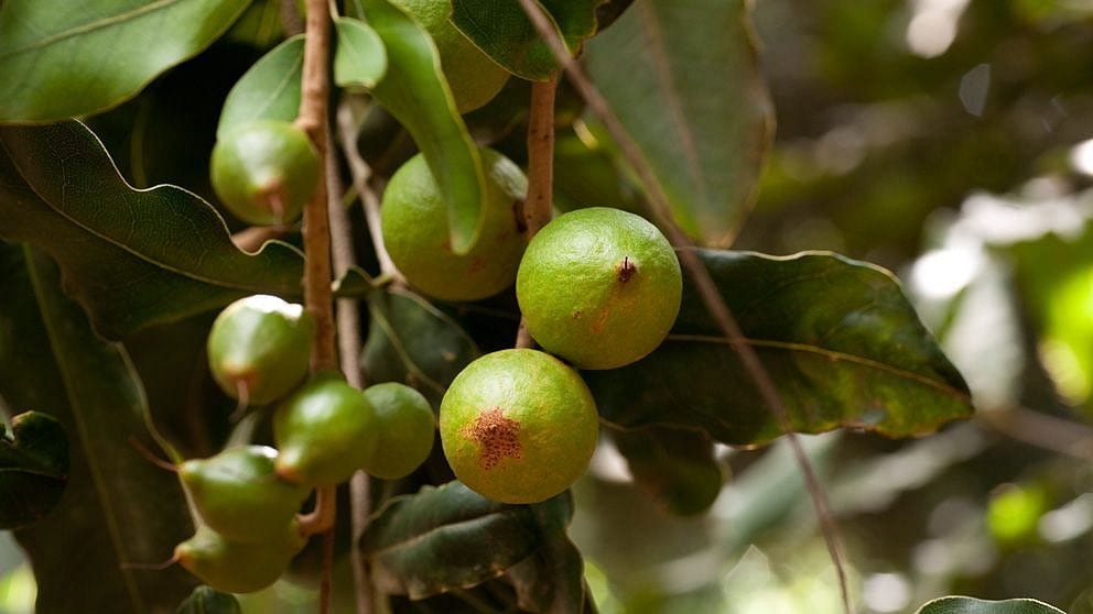 Macadamia nut