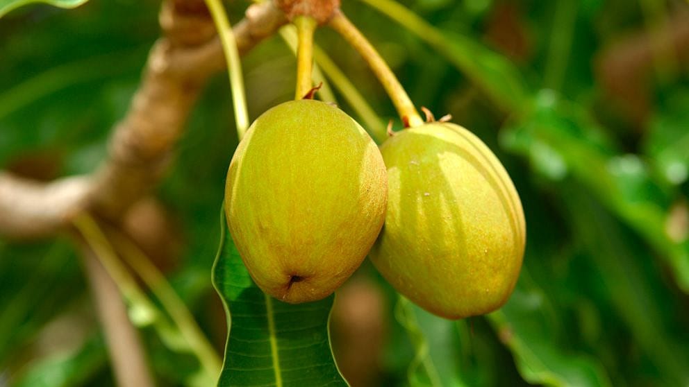 Shea nuts
