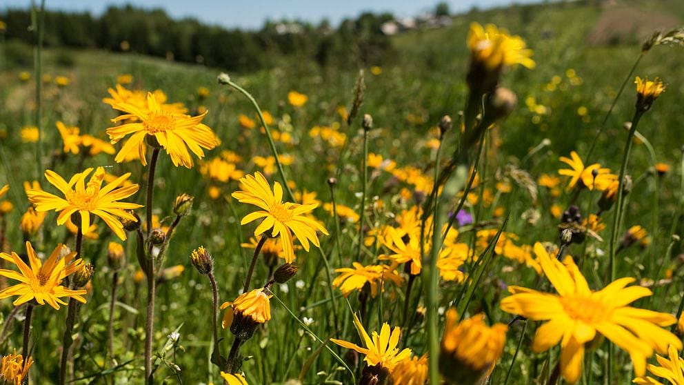 Arnica flowers field