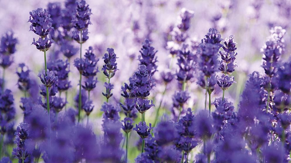 Lavendel fields