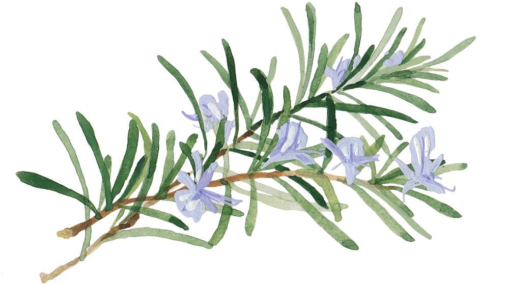 Rosemary