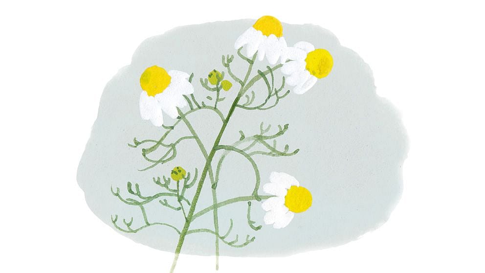 Camomile