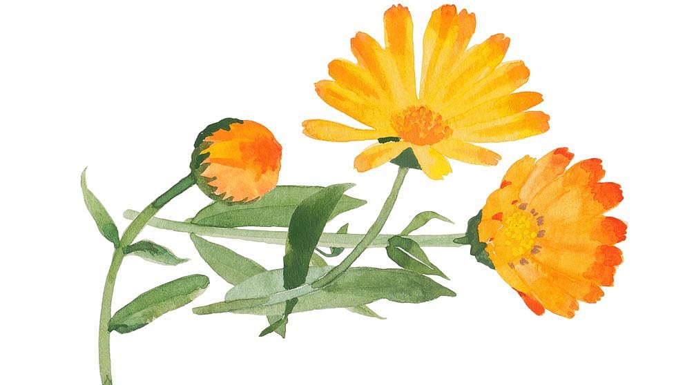 Marigold