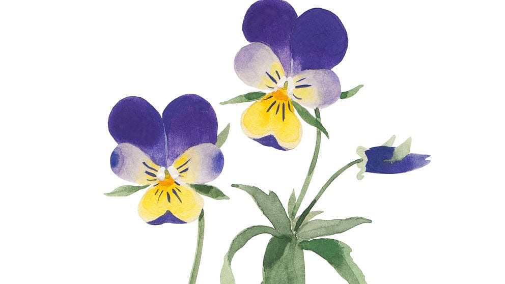 Pansy flower