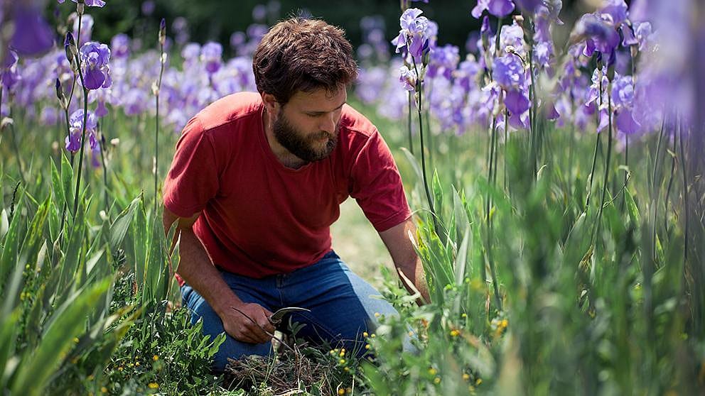 Gardener in purple flower field