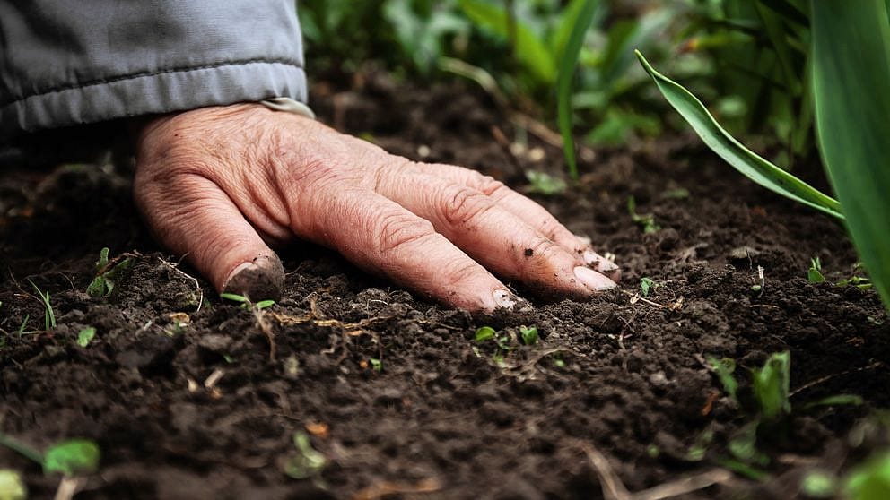 Hand on soil