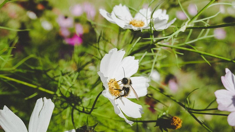 Bee on flower