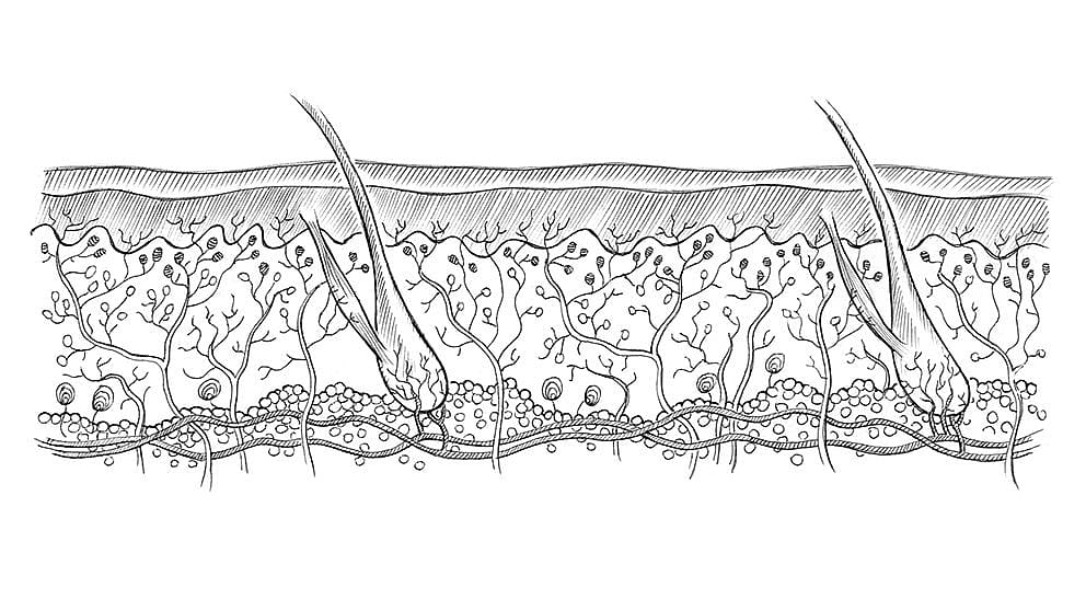 Skin layers