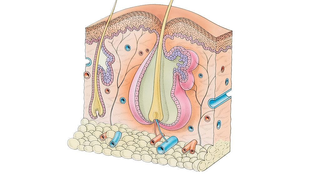 Composition of the skin