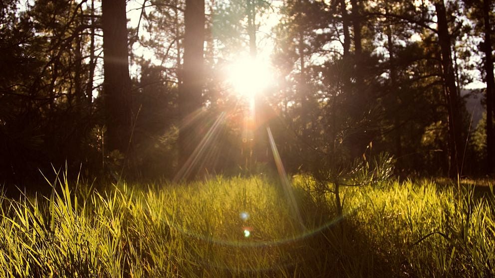 forest in sunset