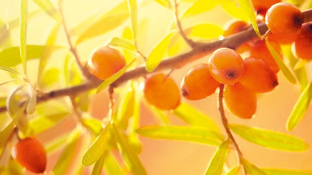 Sea Buckthorn