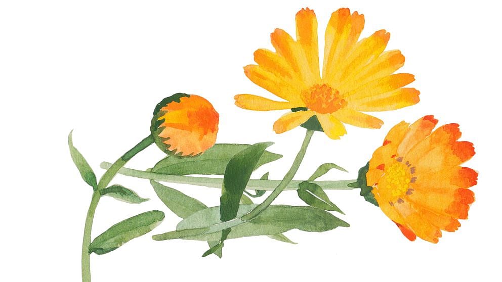 Calendula flower