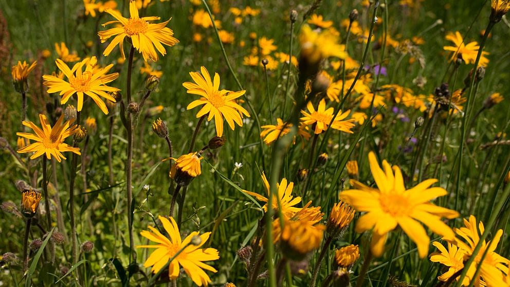 Arnica montana flowers