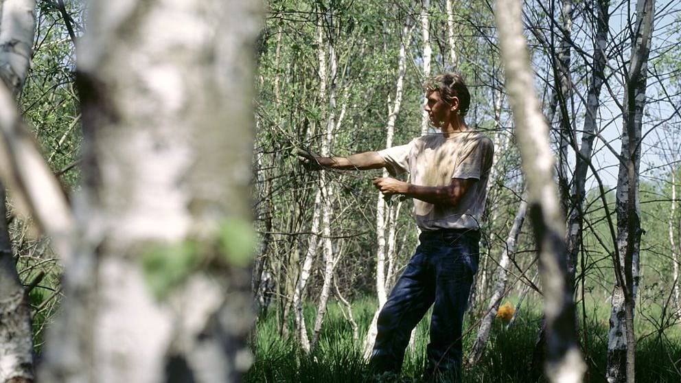birch