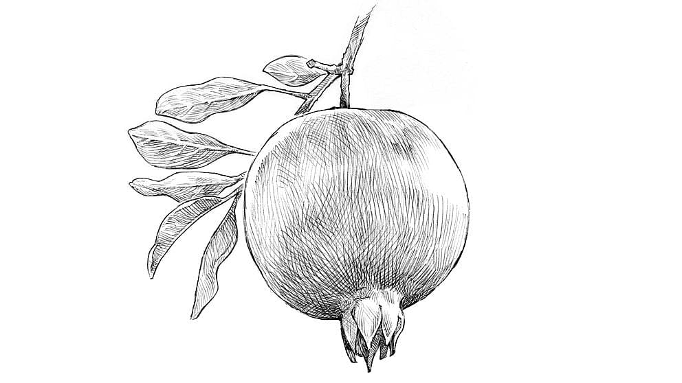 Pomegranate illutration