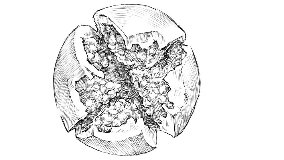 pomegranate fruit seed illustration