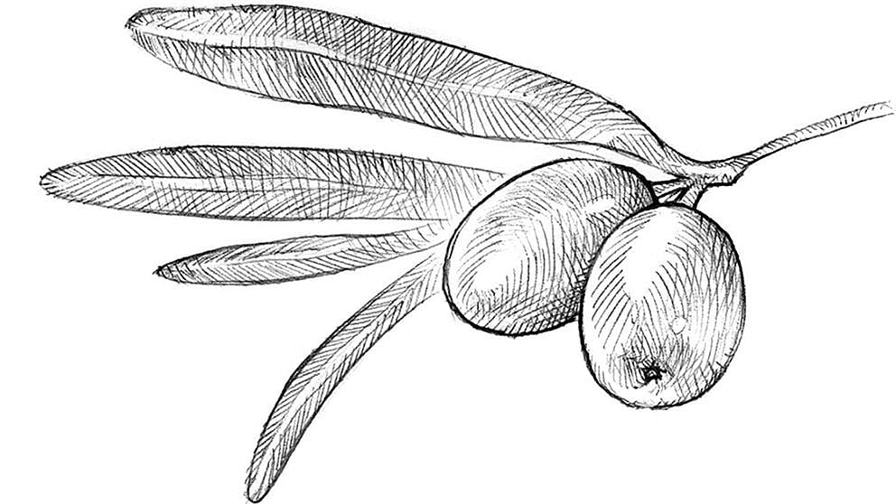 Sea Buckthorn illustration